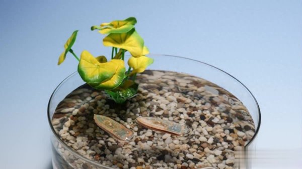 广盛网 瑞士研发可食用微型水生机器人，监测水质还能当鱼饲料